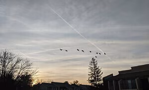 Dream_candy #1271415